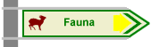 Fauna